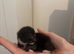 5 beautiful kittens for sale
