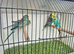 Male budgies available