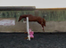 Talented Irish filly