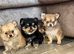 Fluffy Pomchi litter