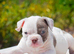 Olde English bulldog puppies !!