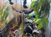 Green and black dart frogs