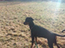 Doberman 13 weeks