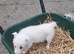 Lovely Farm Reared Merle Pups