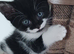 Adorable playful kittens