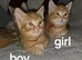 Ginger kittens