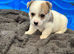 Long haired Jack Russel