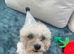 18 month Coton de tulear boy