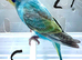 Baby Budgies available both sexes