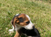 Beagle pup
