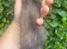 Half Micro Angora Kits – Ready for Their New Homes!