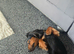 Minature dachshund