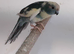 blue cream pied hen