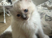 GCCF Ragdoll