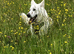 Handsome White German Shepherd Needs a New Home