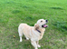 Adult Girl, 2.5 years old (Spayed)
