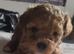 One boy pochonns