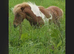 Shetland colt