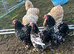 Black mottled pekin bantam hatching eggs