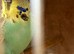 Budgies for sale