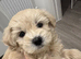 Maltipoo &times; Bichon Frise