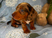 Miniature dachshund puppies