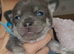 Chihuahua puppies for sale