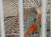 3 budgies for sale