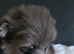 Pretty Pomeranians