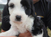 Tibetan Terrier puppies READY NOW