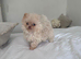 Stunning Pomeranian