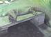 Female bosc monitor