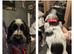 Blue roan cocker spaniels