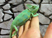 Yemen Chameleon Males at Birmingham Reptiles