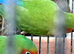 3 x Beautiful healthy breeding lovebirds