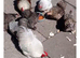 Pekin Bantams (Chickens)