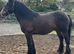 For sale prince harry