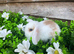 Mini lion lops