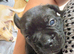 Frenchie cross puppies
