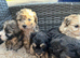 5 Lhasapoos puppies