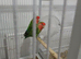 Pair of proven Lovebirds