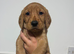 Stunning Cockerdor Puppies - 1 Male & 3 Females