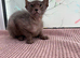 Lykoi kittens