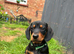 Miniature dachshund
