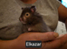 Long Haired Male Syrian Hamsters