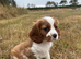 Gorgeous DNA tested clear female Cavalier