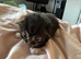 2 beautiful kittens ready September