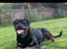 KC registered Rottweiler puppies