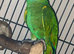 Yellow shouldered Amazon