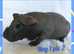 Beautiful bonded baby brothers skinny pigs